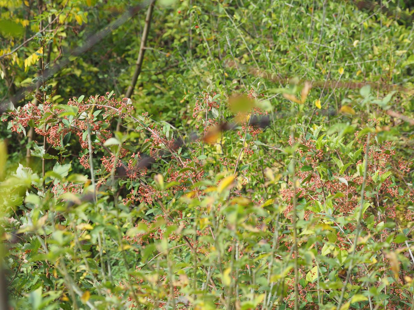 Cotoneaster, Late plant